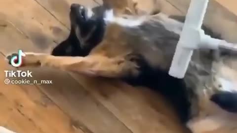 Cute and adorable animal behavior makes anyone happy to see it