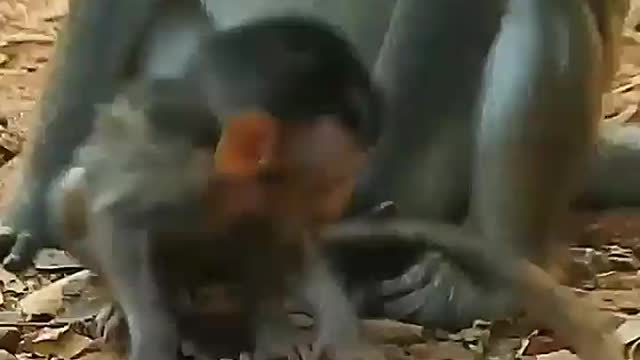 my heart broken look this pitiful monkey baby nasty mom monkey hurt her child baby