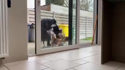 Dog pranks