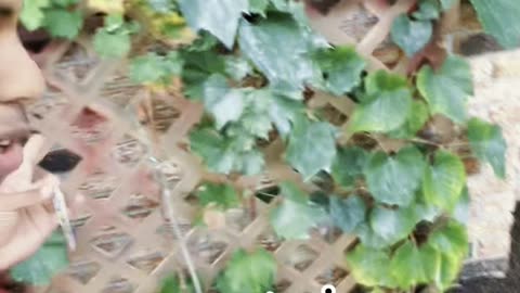 Grow you own fruits