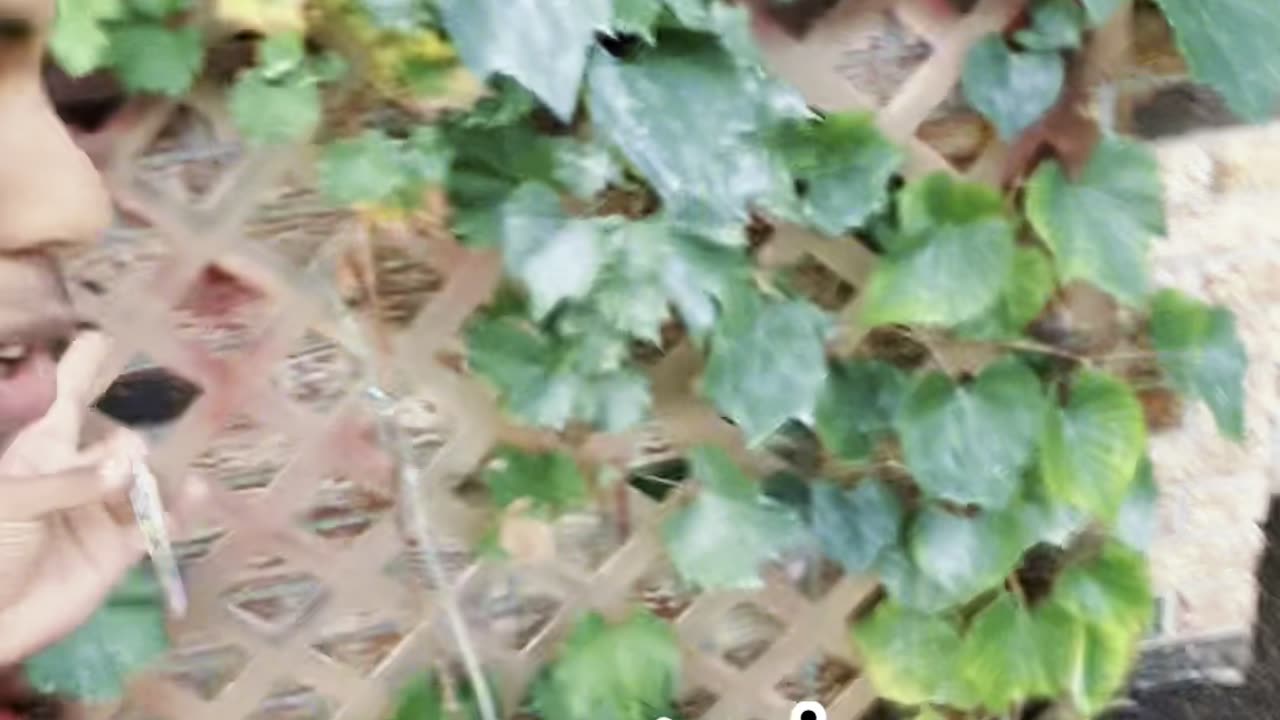 Grow you own fruits