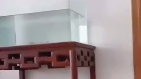 Funny Cat playing
