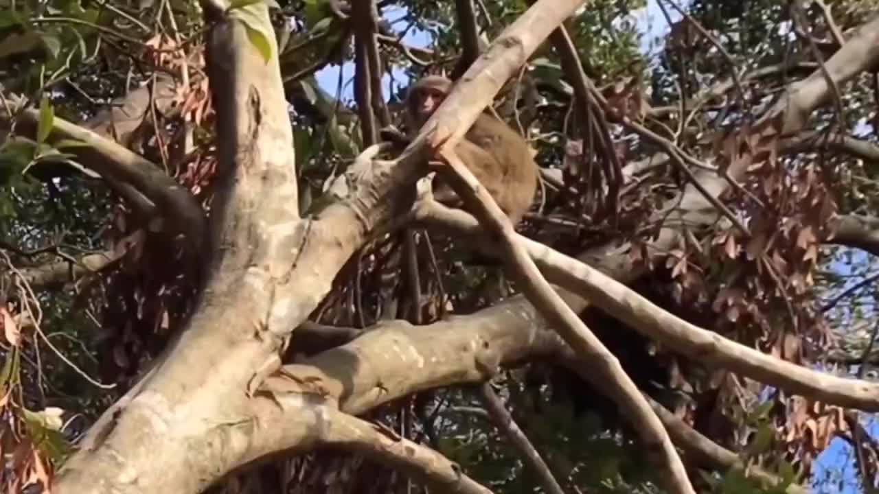 My favorite hunting video ever