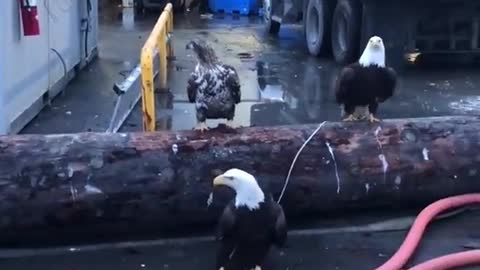 The Eagle is Everywhere