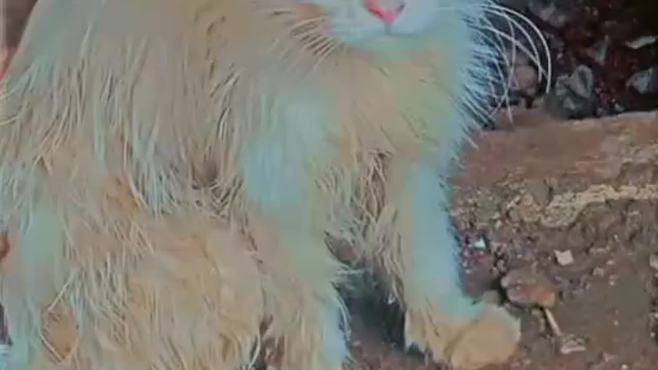 Cat video