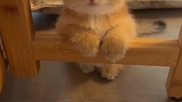 Lovely cat