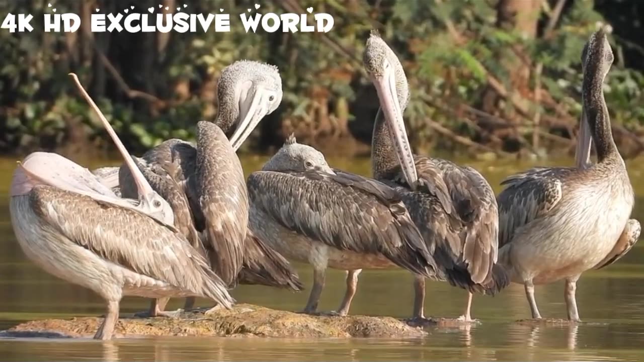 Animals of the world 4k video 4k HD Exclusive World Film With Calming Music.#4k#Animals#4kvideos