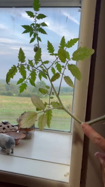 Cherry Tomato Mother Plant