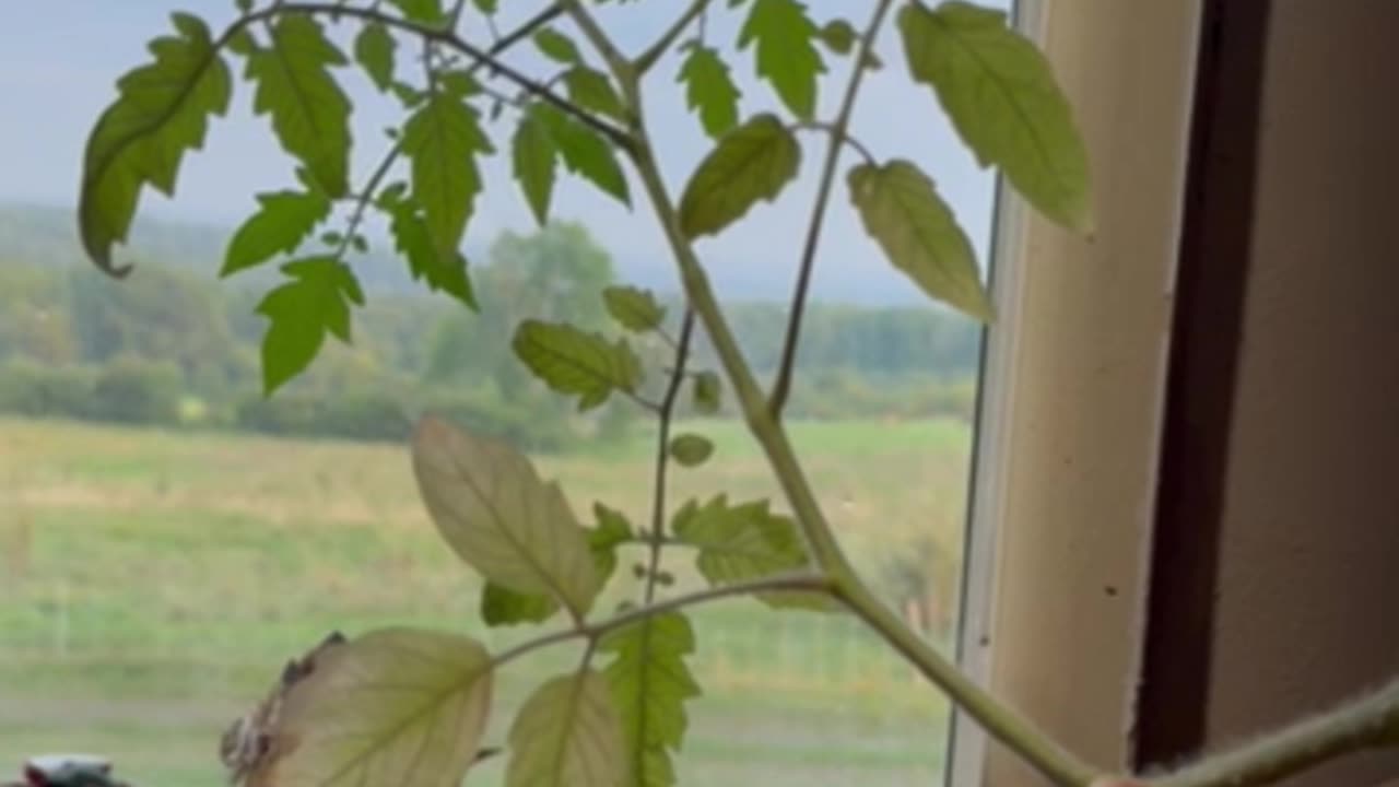 Cherry Tomato Mother Plant