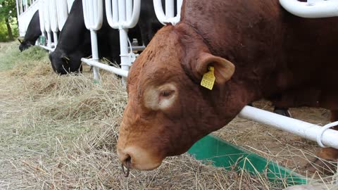 Bull and cows on livestock farm