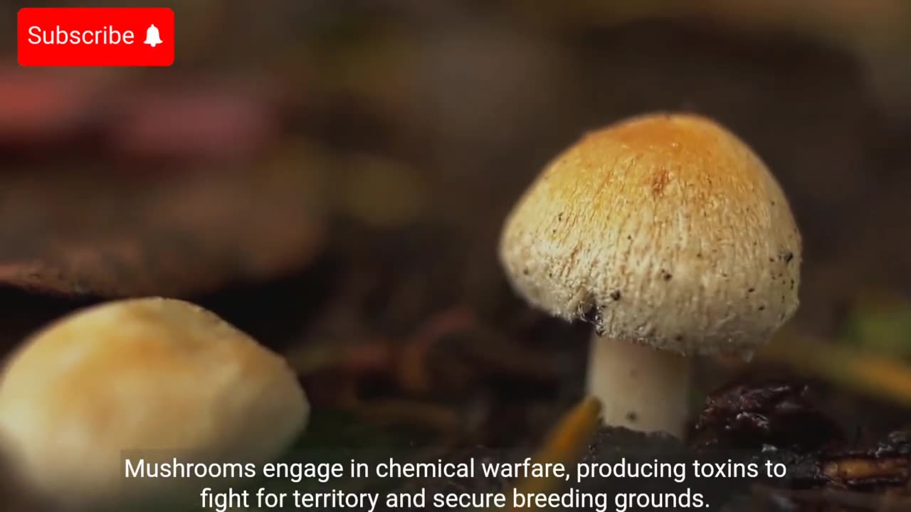 Why do mushrooms poison each other?