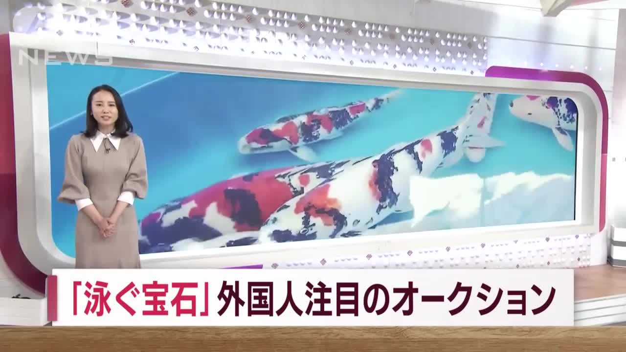 「泳ぐ宝石だ」1億円超えも！“ニシキゴイ”に外国人熱視線 8割が海外輸出(2022年11月11日)_1