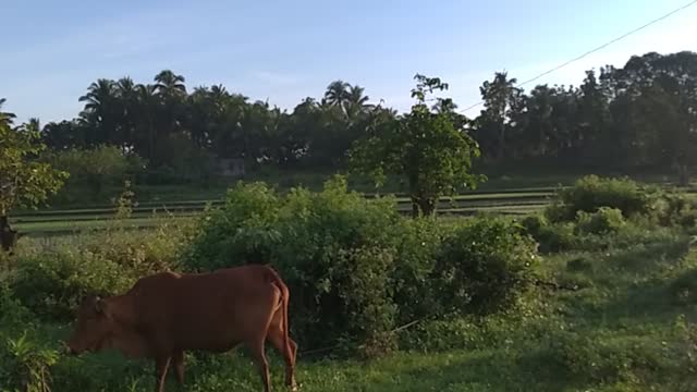 Early Morning Sound and View