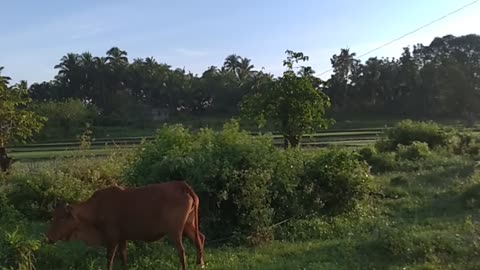 Early Morning Sound and View