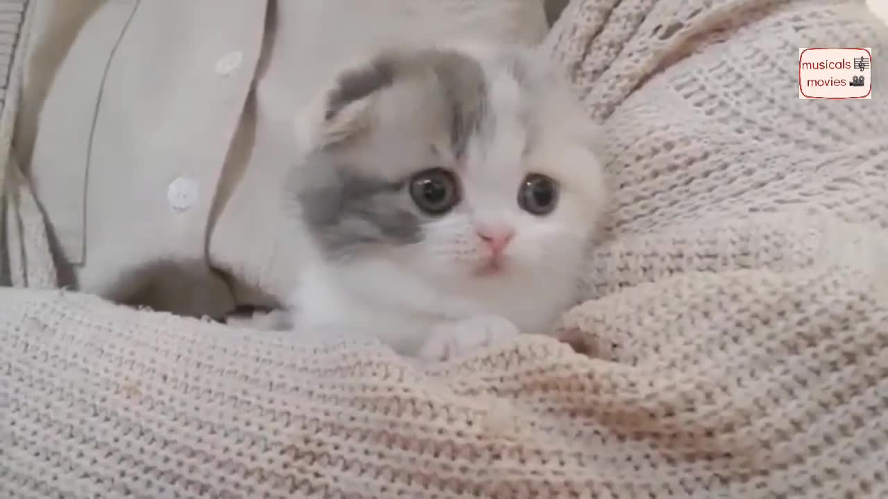 Musical cat for cute cat video