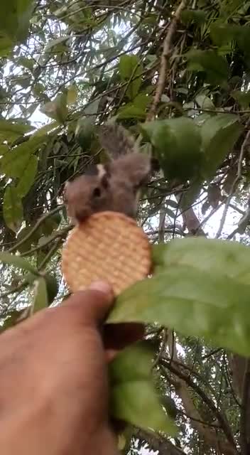 My best friend eats gooday biscuits