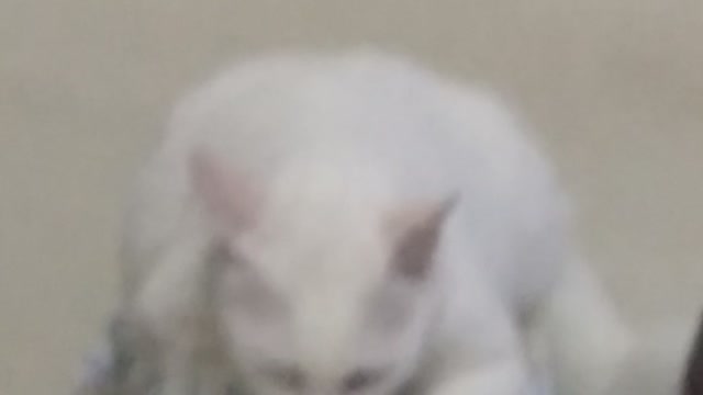 Meu Brancoso