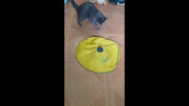 Cat Paying with Toy