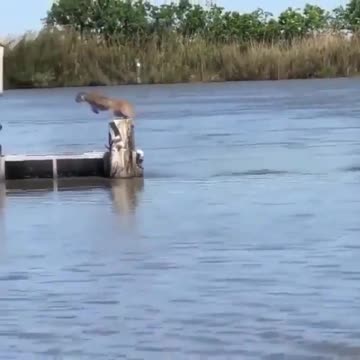 The animal that jumps and tries not to get wet at all.