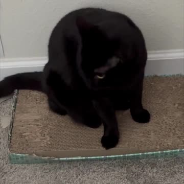 Adopting a Cat from a Shelter Vlog - Cute Precious Piper Shows How She Bathes on Her Tuffet #shorts