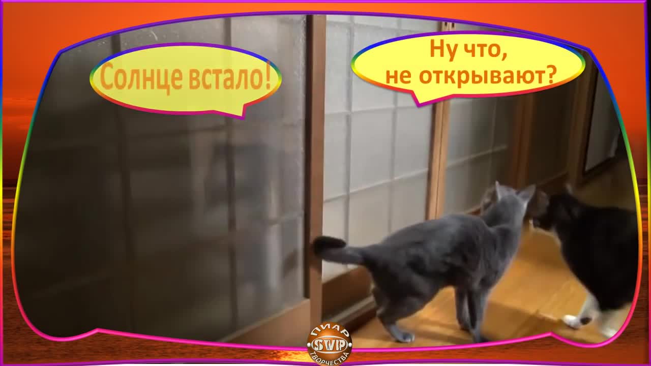 cats are knocking on the door