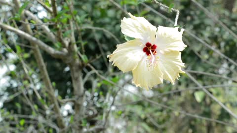 Yellow Flower lovers