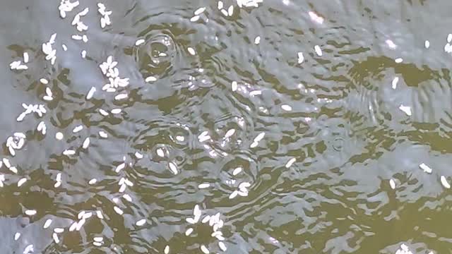 Feeding the fish at a pond