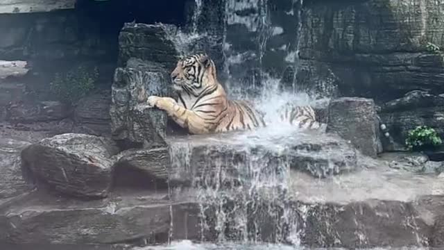 The year of the tiger auspicious