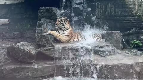 The year of the tiger auspicious