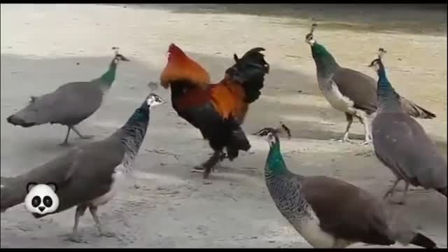 How dare a gang face the Rooster