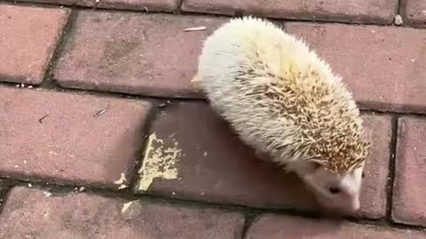 hedgehog