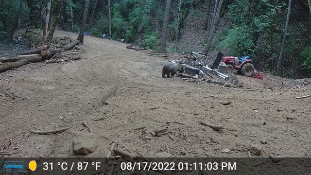 We Caught the Thief. Bear Daytime Snack