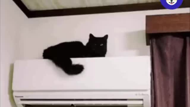 Relaxing cat animation