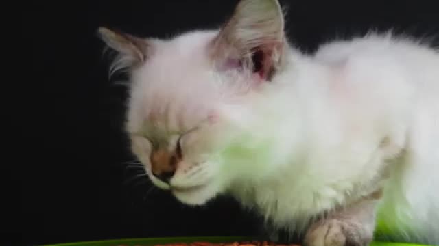 funny cat videos (4)