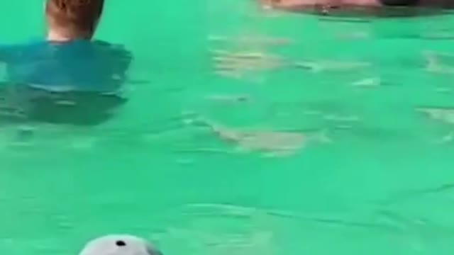Foreign funny videos, funny