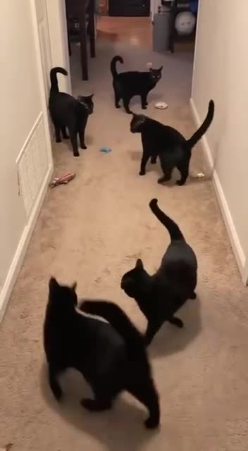 Pavlov’s cats 🤣🤣