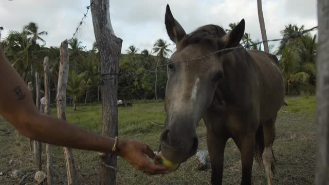 Man feeding a horse