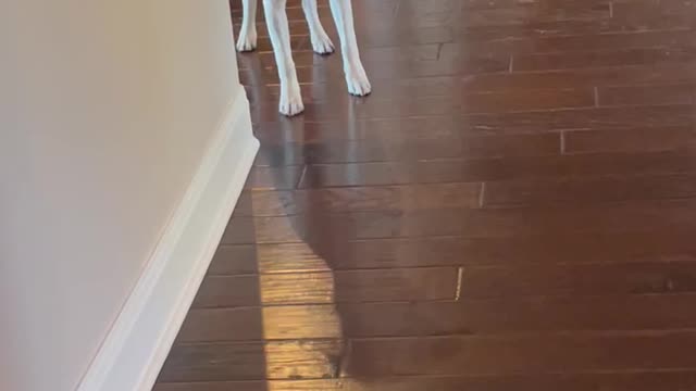 Dog is terrified of Halloween decoration!