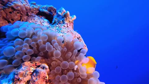 School of fish swimming among corals