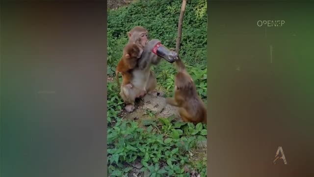 funny monkey 😂😂