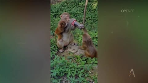 funny monkey 😂😂