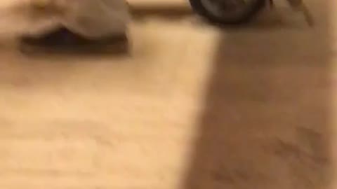 Corgi hind leg wheelchair