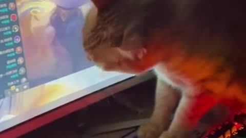 Cat doing love with kitten on screen