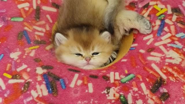 A Cat Is Havin A Deep Sleep In A Donut