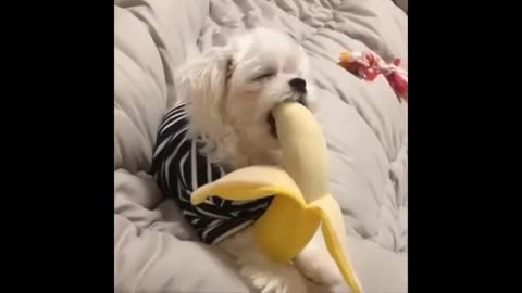 Funny animals