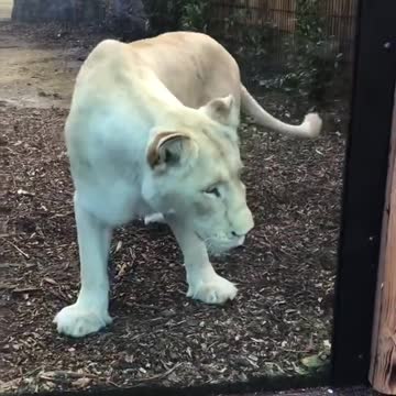 Playing Peekaboo With a Lion
