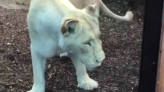 Playing Peekaboo With a Lion