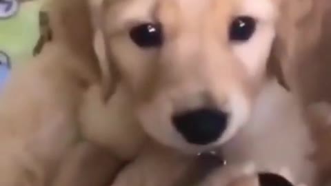 Top Funny and Cute Dog Videos