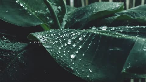 nature rain music