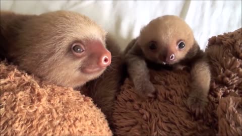 cute baby sloths